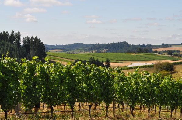 Vineyards in Oregon, USA.
