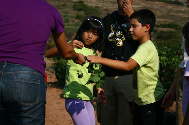 Vendimia con niños, Rioja 2011